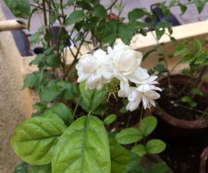 My garden