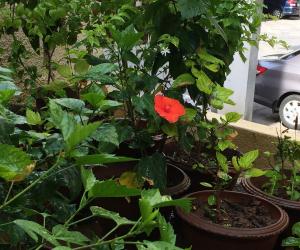 My garden