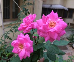 My garden