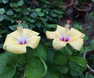 My garden
