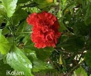 My garden