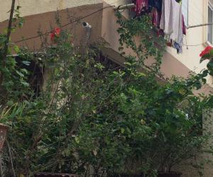 My garden