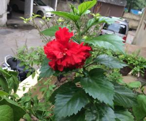 My garden