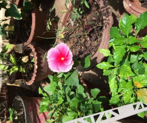 My garden