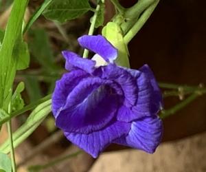 Blue bell in my garden