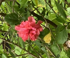 Blue bell in my garden