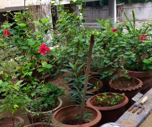My garden 