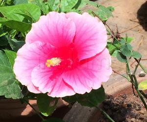 My garden