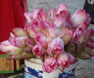 lotus bunch