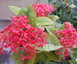 My garden