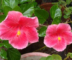My garden