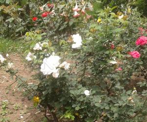 dd kodaikanal flowers 3