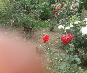 dd kodaikanal flowers 2