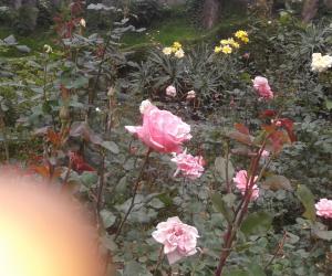 dd kodaikanal flowers 1