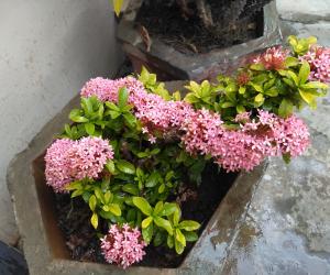 @ mygarden blooms !