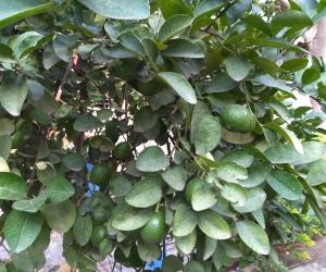 @ mygarden .... lemon!!