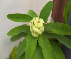 @ mygarden blooms !