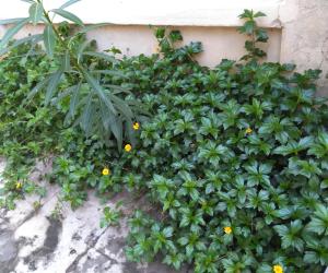 @ my garden 