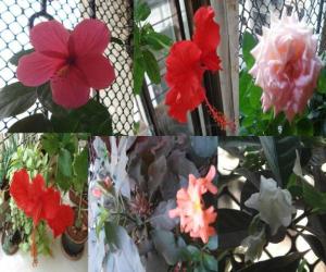 Spring Collection