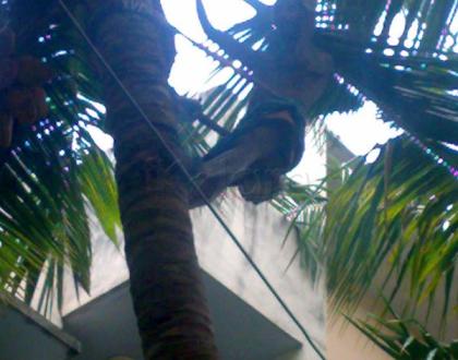Rangoli: Coconut Climbers