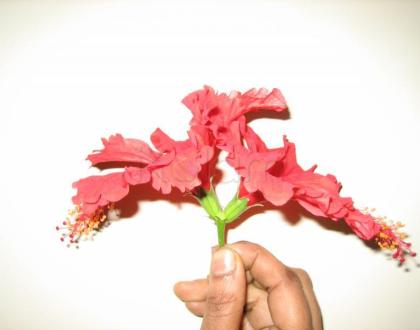 Rangoli: Natural rangoli in hibiscus