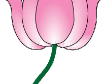 Rangoli: The lotus