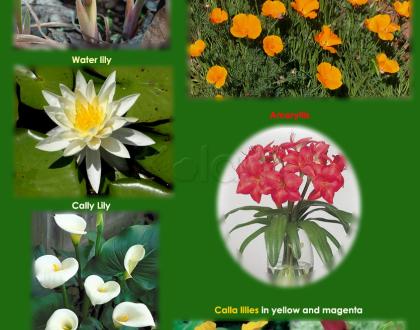 Rangoli: Flowers collage