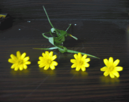 Rangoli: Yellow flowers and grasshopper
