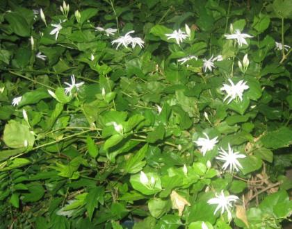 Rangoli: Jasmine Flower from our yard