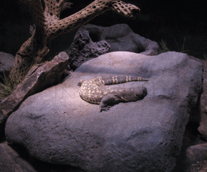 Gila monster