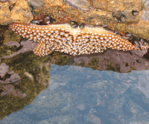 Star fish