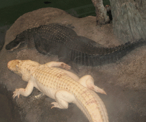 Rangoli: Albino crocodile