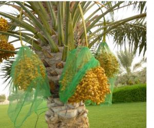 Rangoli: Dates tree
