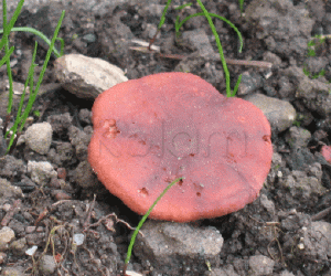 Rangoli: Rocks