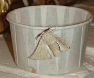 Rangoli: Silk moth