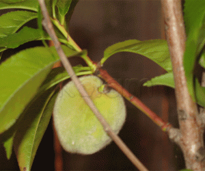 Rangoli: Fuzzy picture - fuzzy peach!