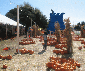 Rangoli: Pumpkin Patch