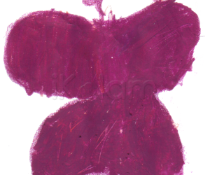 Rangoli: Purple Butterfly