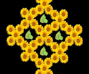 Rangoli: sunflower - let's get growing
