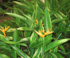 Rangoli: Bird of Paradise