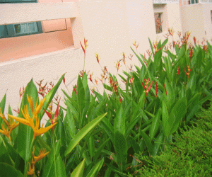 Rangoli: Bird of Paradise in red!