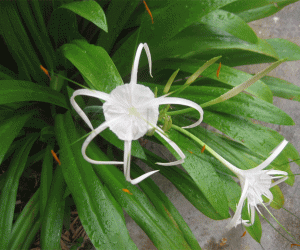 Spider Lily