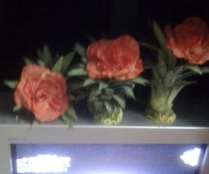 Rangoli: Three natural flower pots kept on TV set 