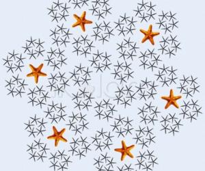 Rangoli: Dance of the starfish