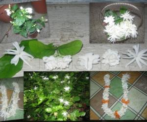 Rangoli: Jasmine Collage