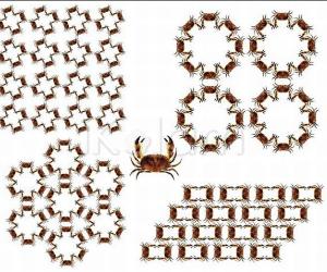 Dances of the crabs 