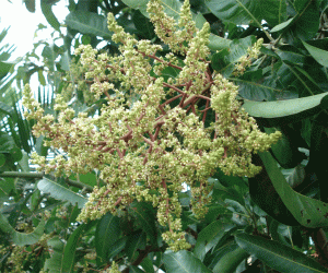 Rangoli: Mango flowers