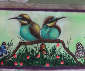 Birds