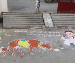 Rangoli: mattu pongal kolam