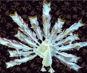 Rangoli: Paper Peacock